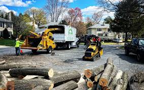 Reliable Campbell, MO Tree Care Solutions