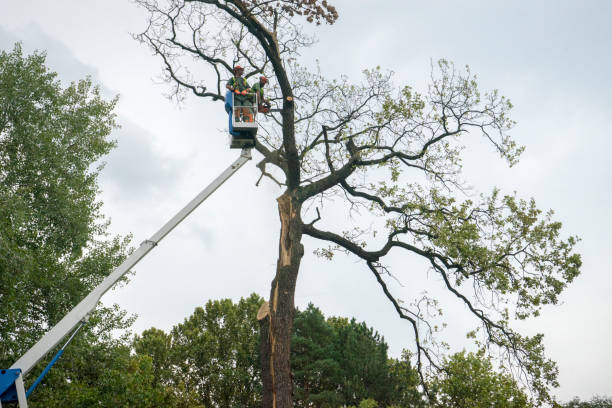 How Our Tree Care Process Works  in  Campbell, MO